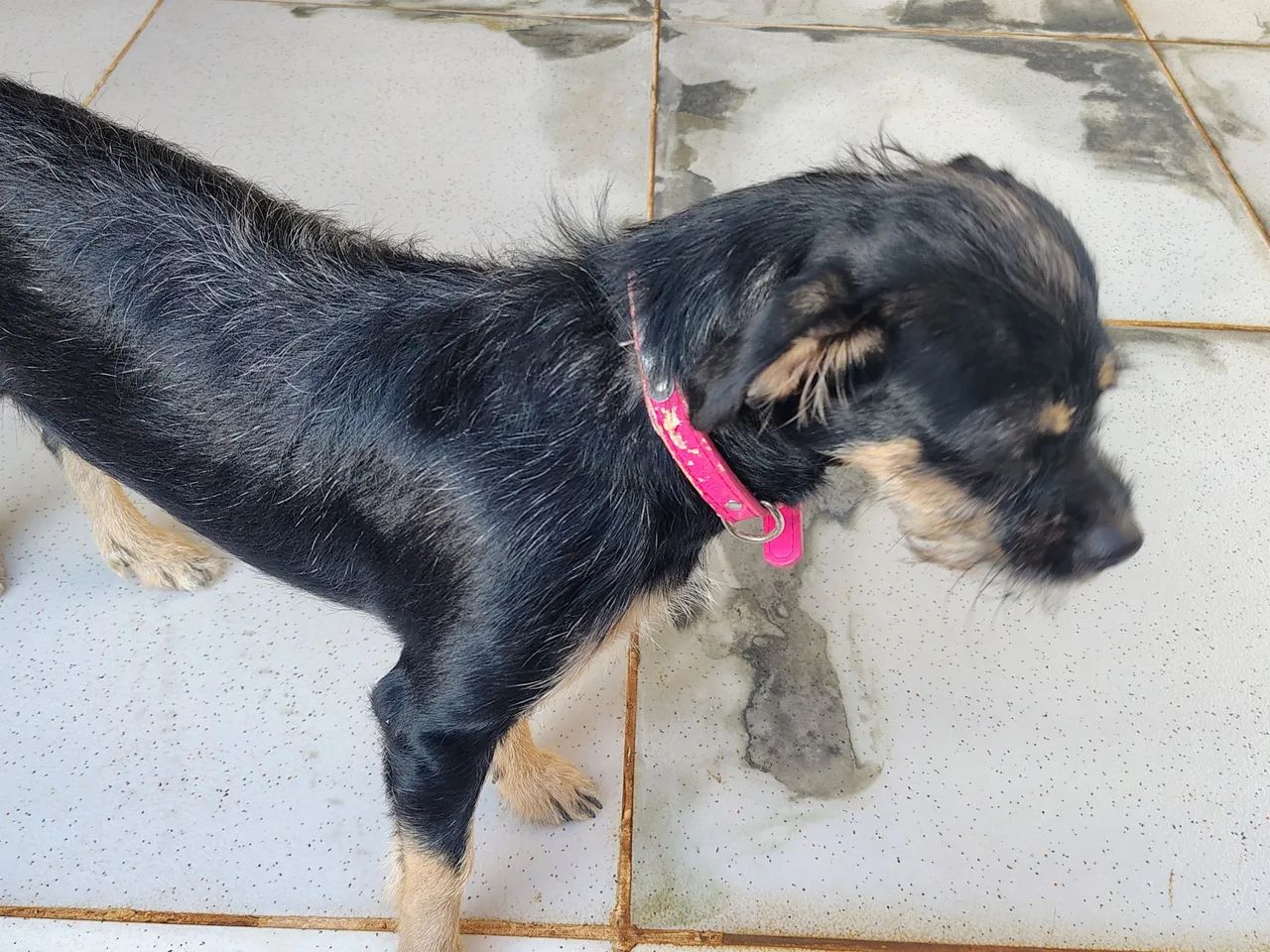 Doação de cachorro - Foto 2