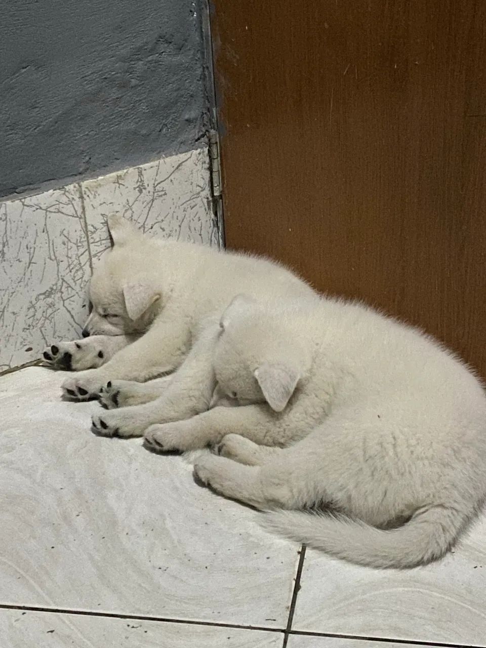 Akita Inu - Foto 2