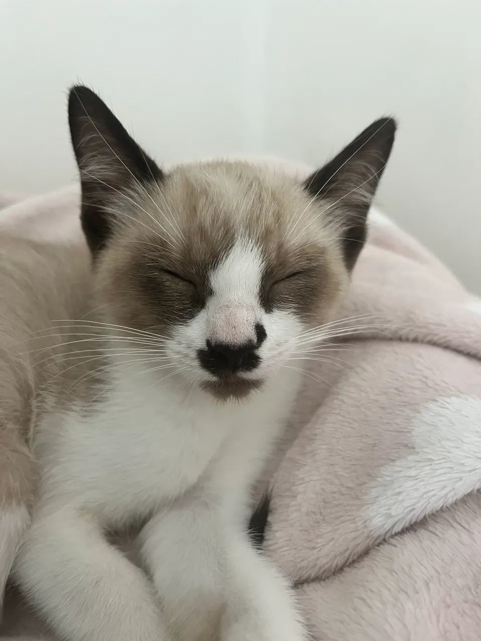 Doa-se gatinha  - Foto 2