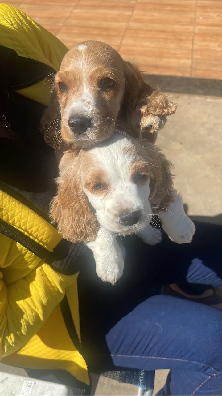 Coker spaniel - Foto 2