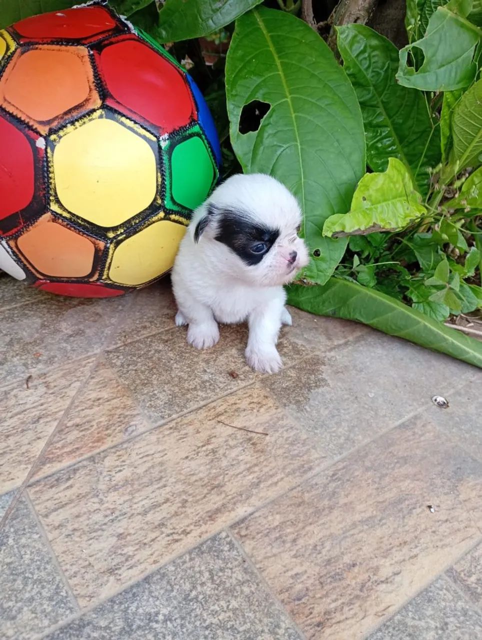 Shih Tzu Machos com pedigree em 10x de $120 - Foto 4