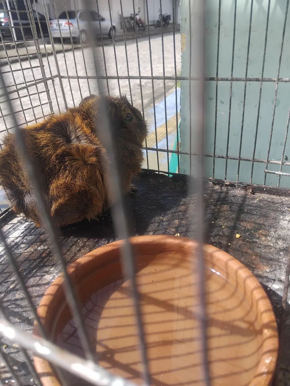 Coelhos - Foto 4