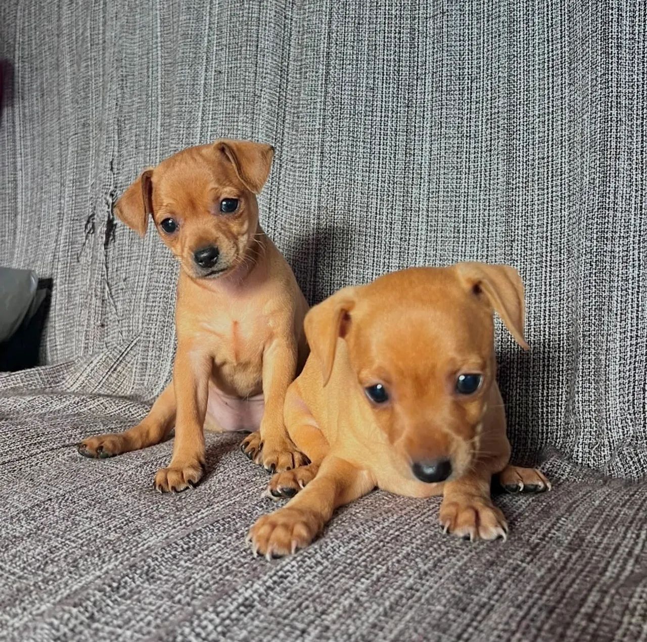 Filhotes de Pinscher - Foto 3