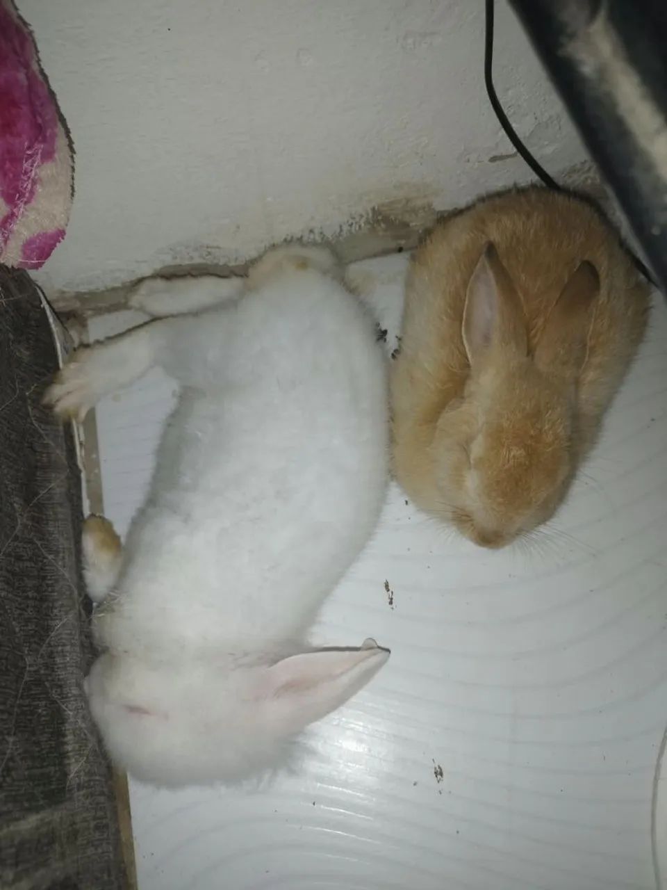 Casal de coelho 