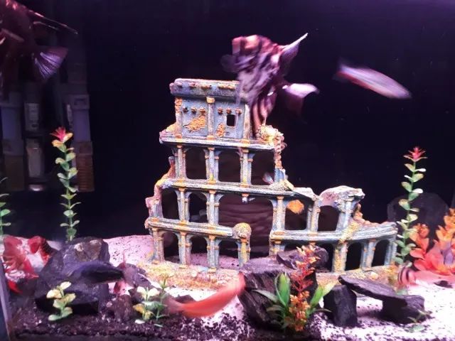 Aquario Completo ( 72 Litros )