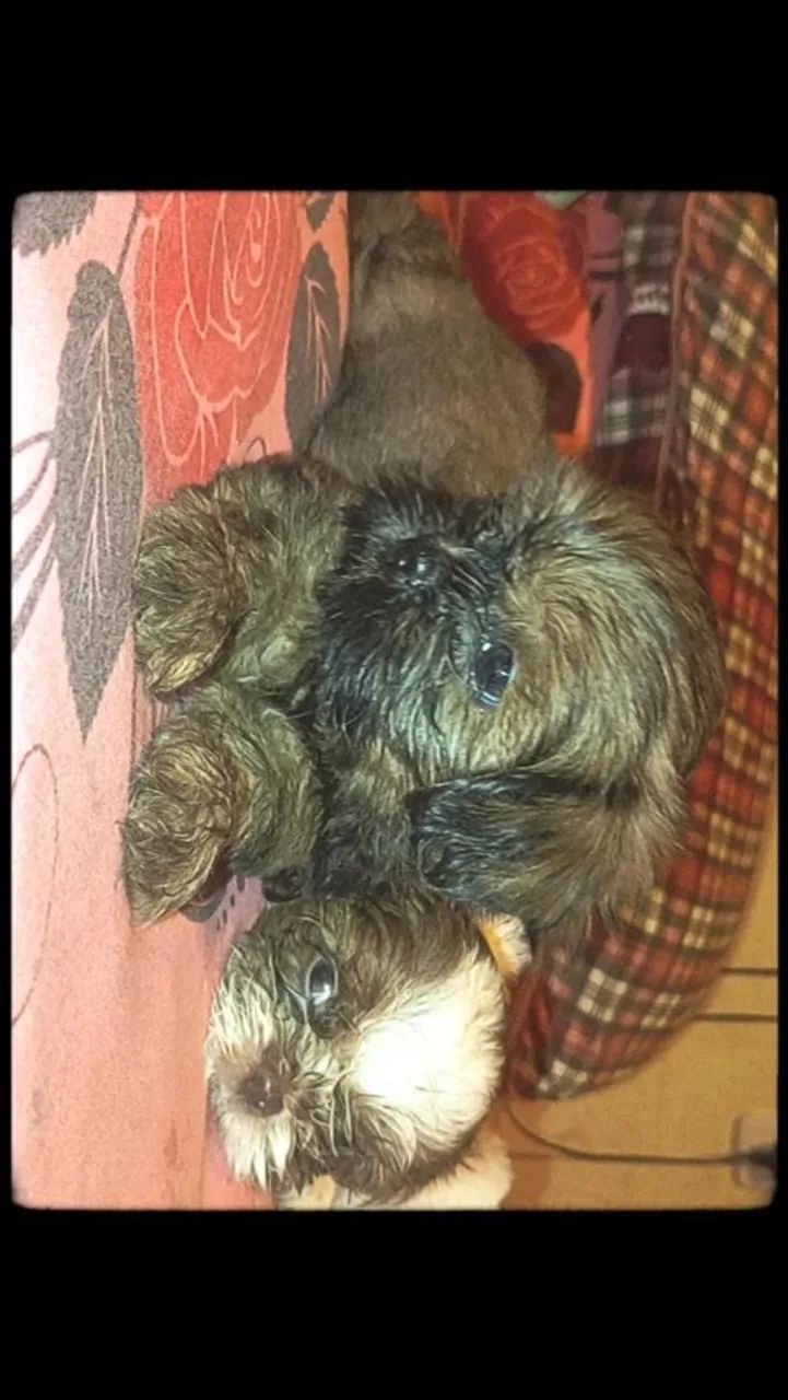 Vende se Shitzu  - Foto 3