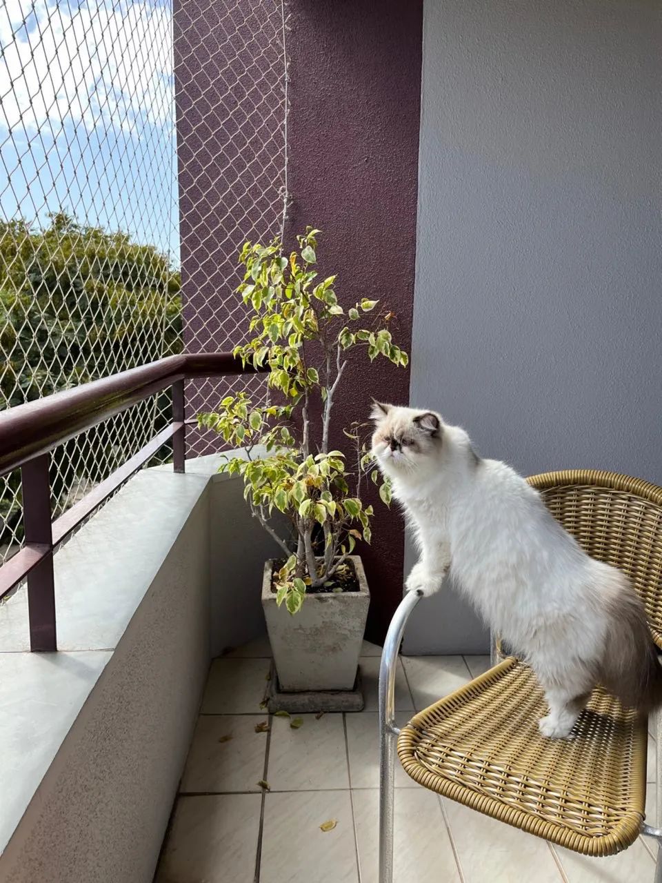 Gatos - Foto 6