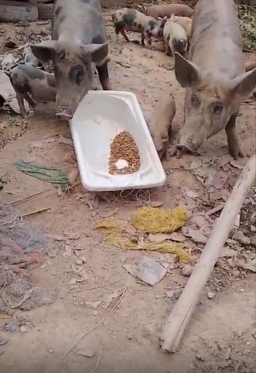 Porco ? porquinhos ? 