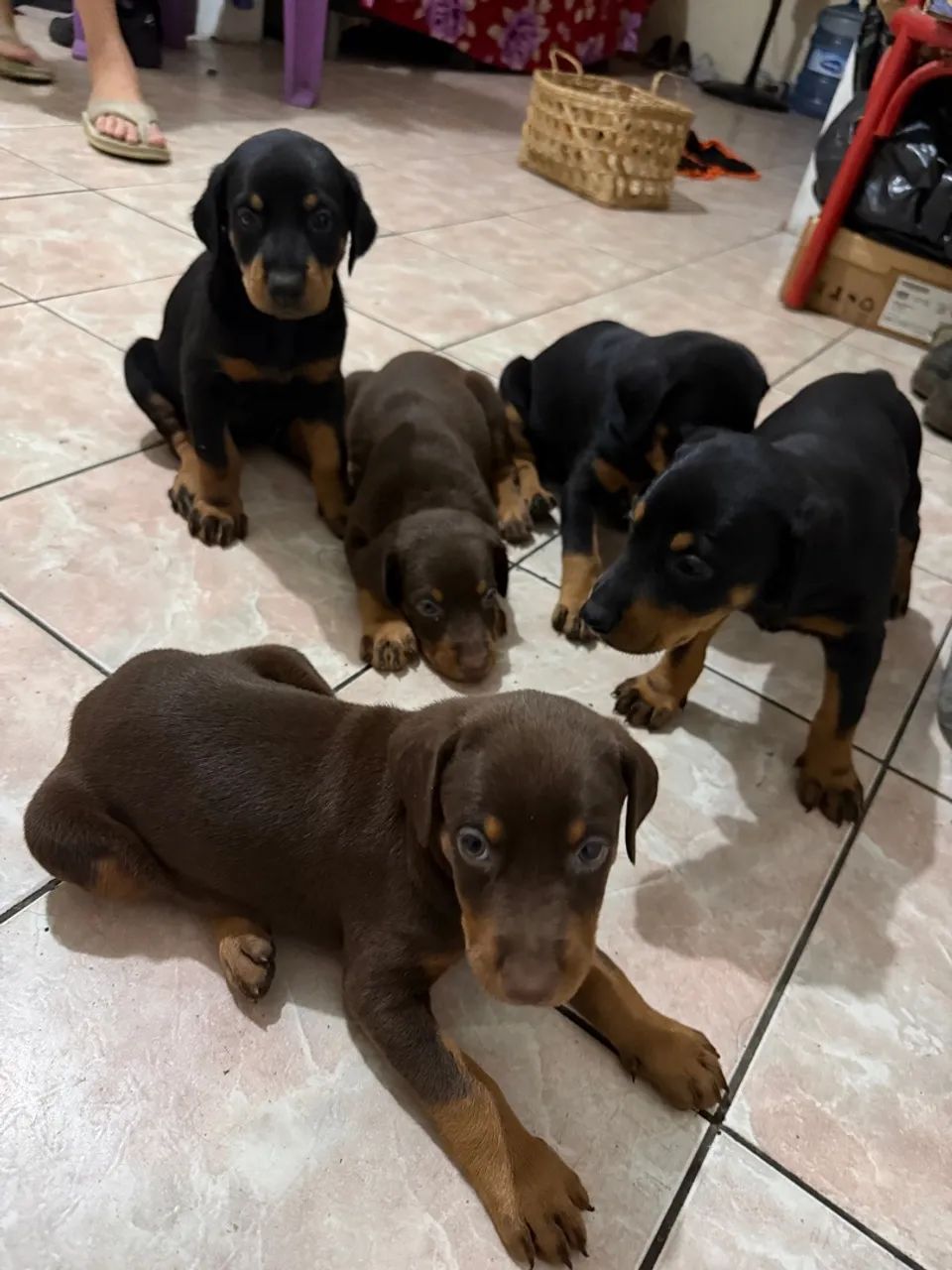 Doberman filhote puros - Foto 5