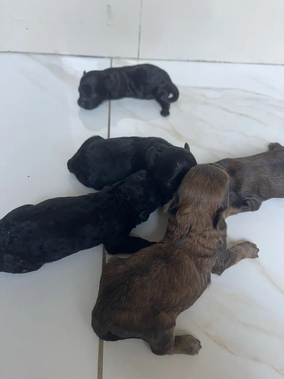 cachorros poodle - Foto 4