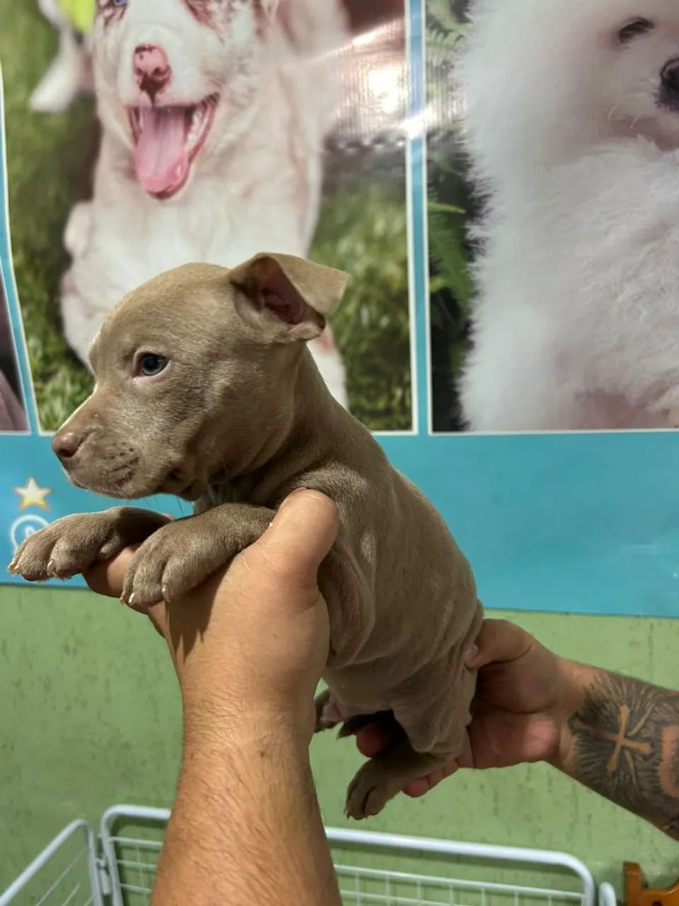 American bully micro com pocket - Foto 2