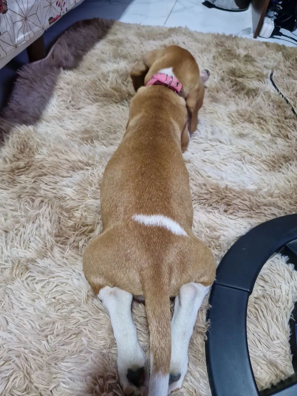 Vendendo filhote de  Beagle - Foto 4