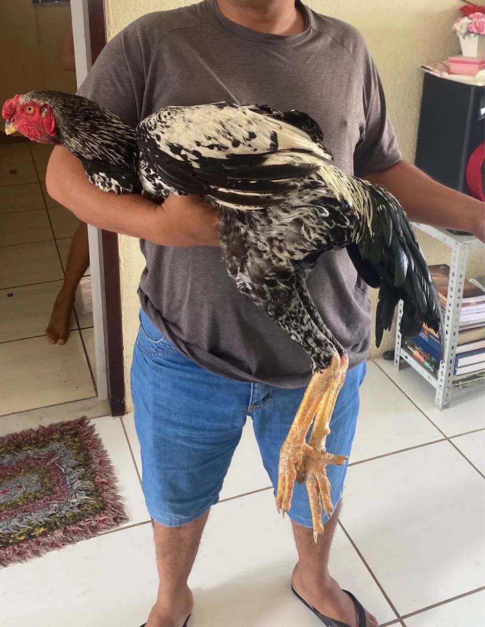 Galo índio gigante de 1 metro e 8 cm ótimo reprodutor, contato: *44 - Foto 2