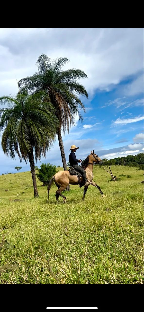 Cavalo castrado de marcha picada Campolina 