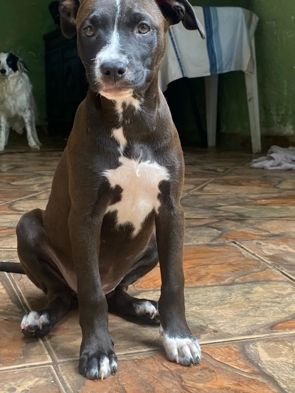 Filhotes pitbull com labrador  - Foto 5