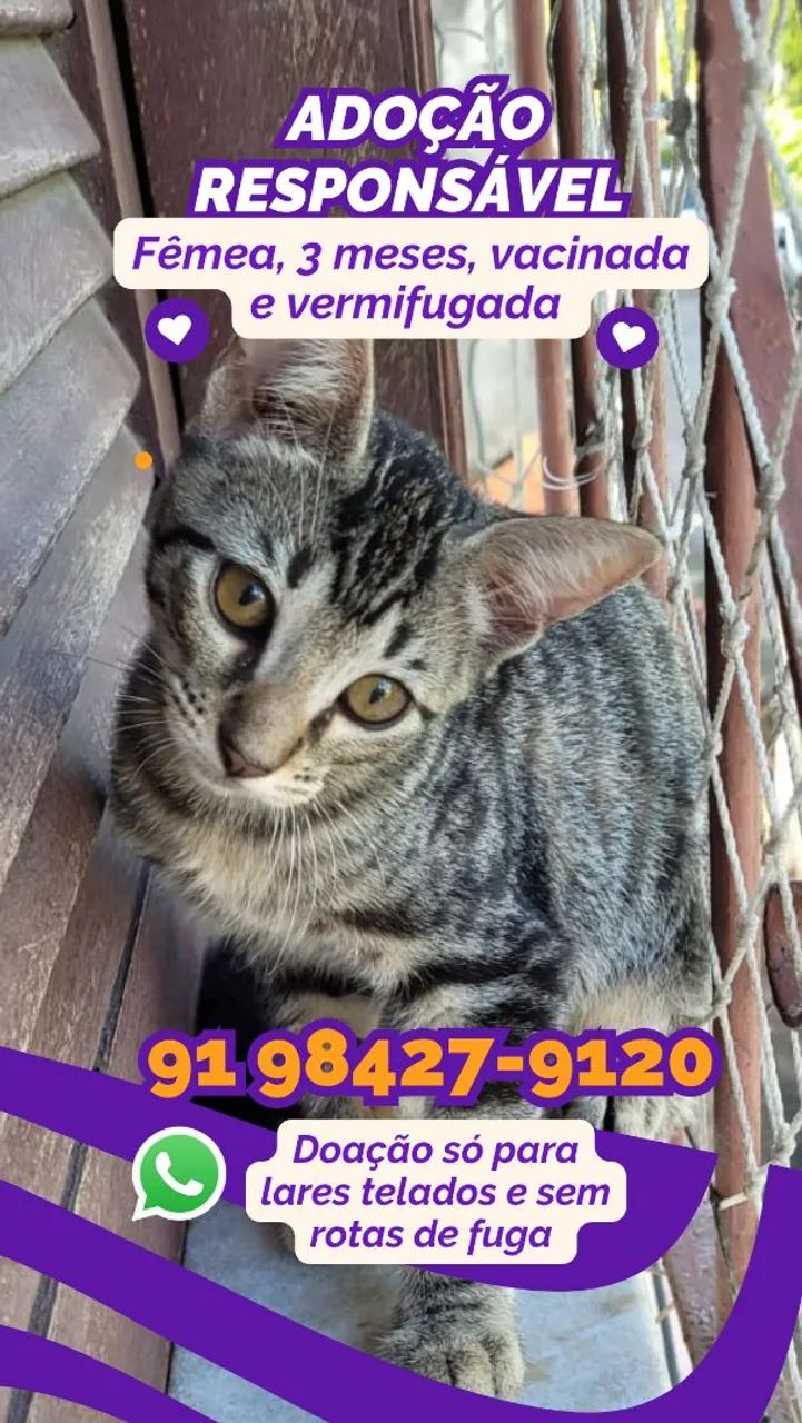 Adoção Responsável de Gatinhos - Foto 2