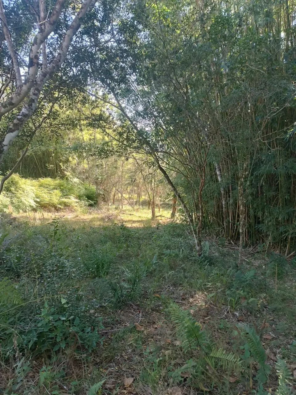 Vendo Sítio Próximo da praia de Palmas