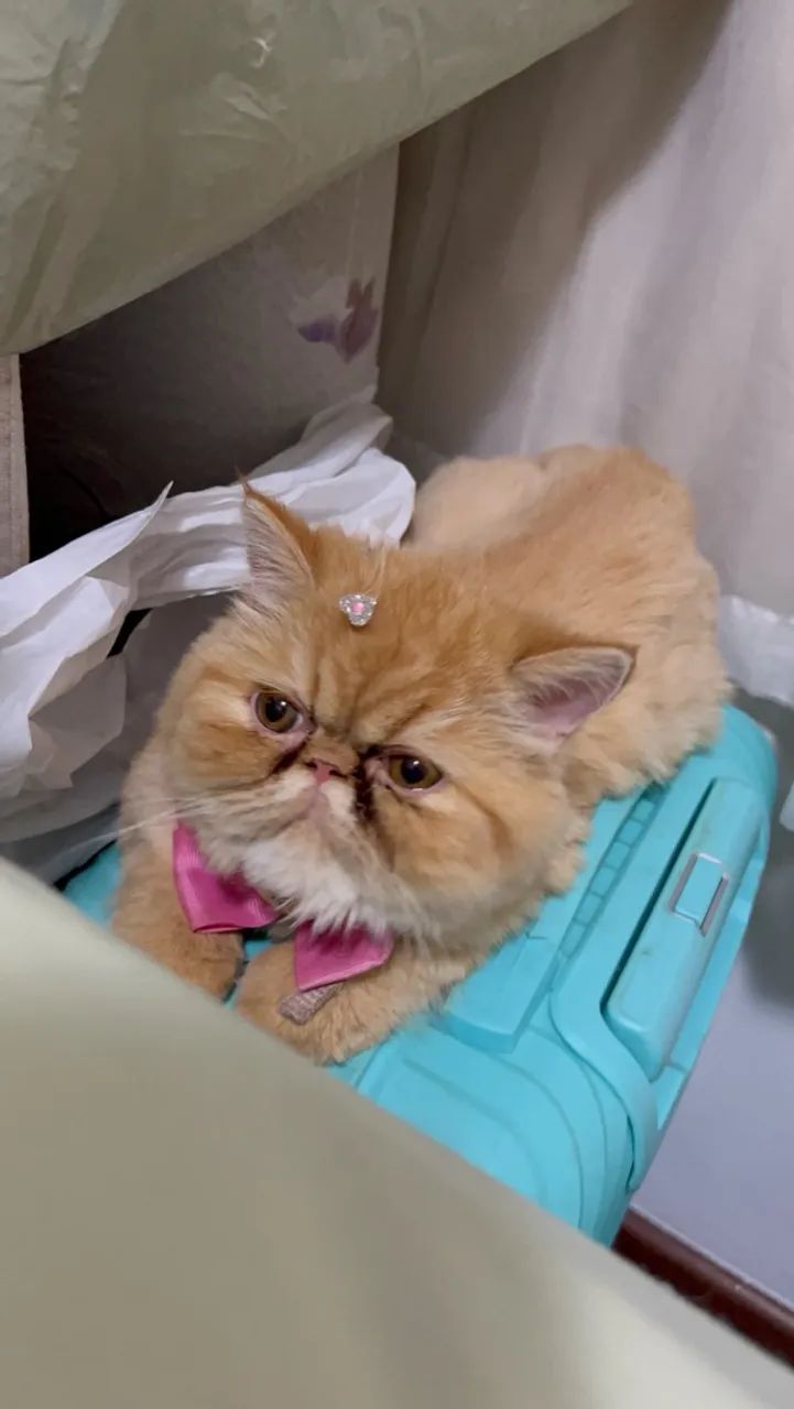 Gata persa laranja   - Foto 4