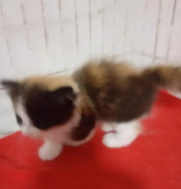 Munchking Middle leg  - Foto 2