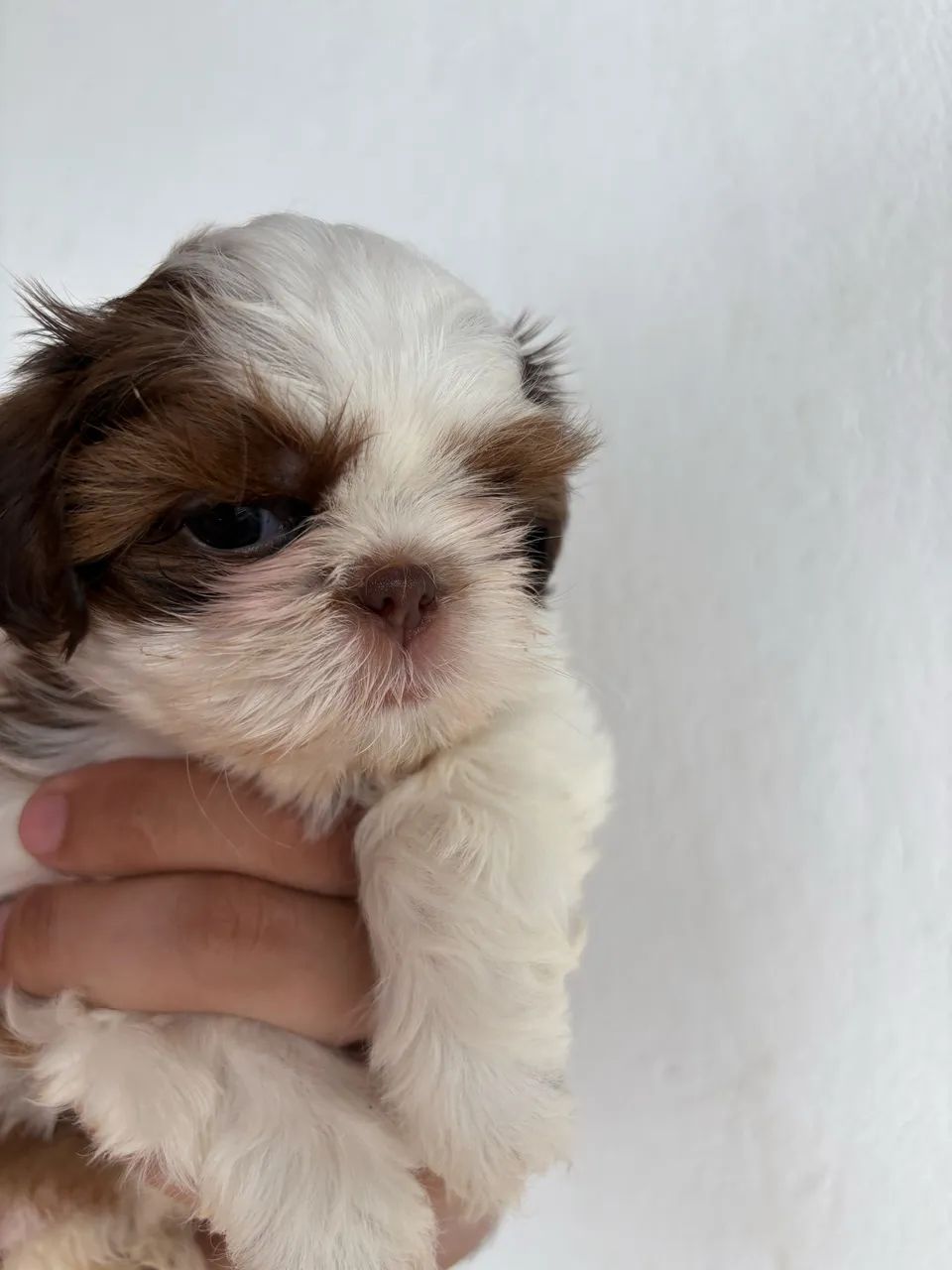 Shihtzu fêmea 