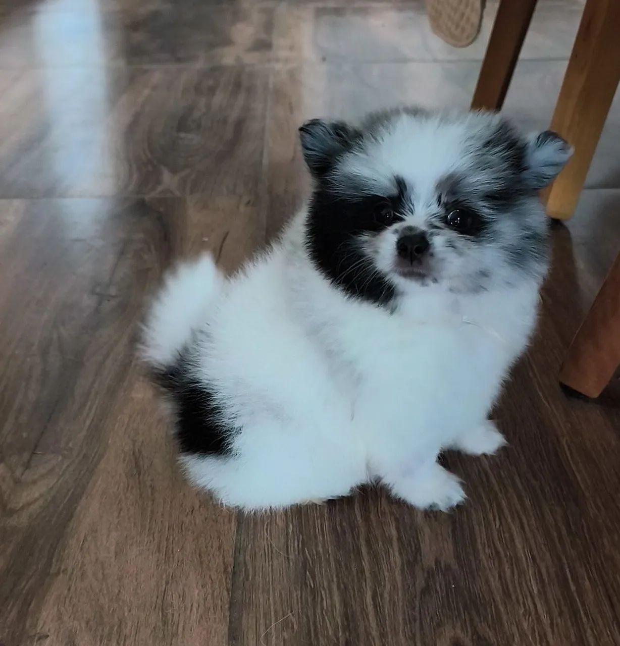 Spitz alemão - Foto 4