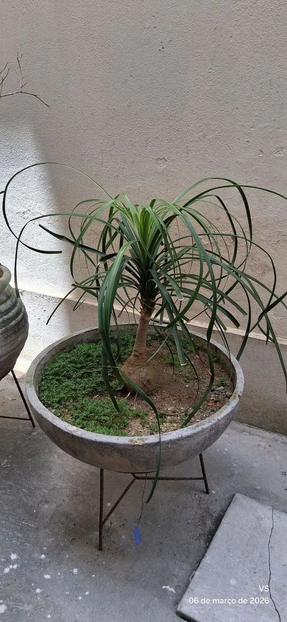 Planta Vaso de Concreto - Foto 2