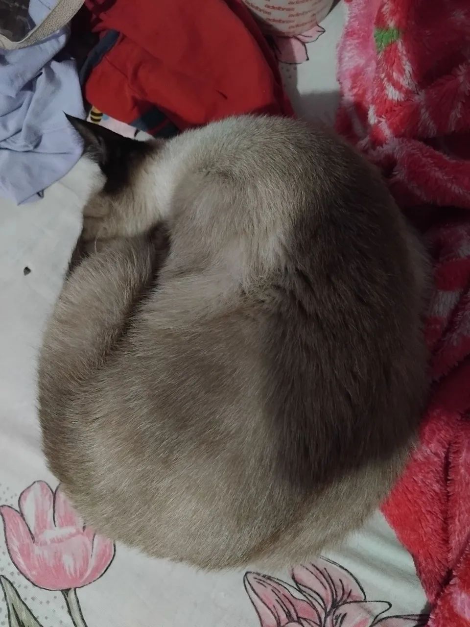 Doação responsável  - Foto 2
