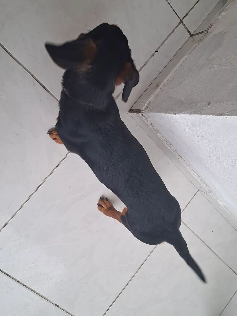 Salsicha 
