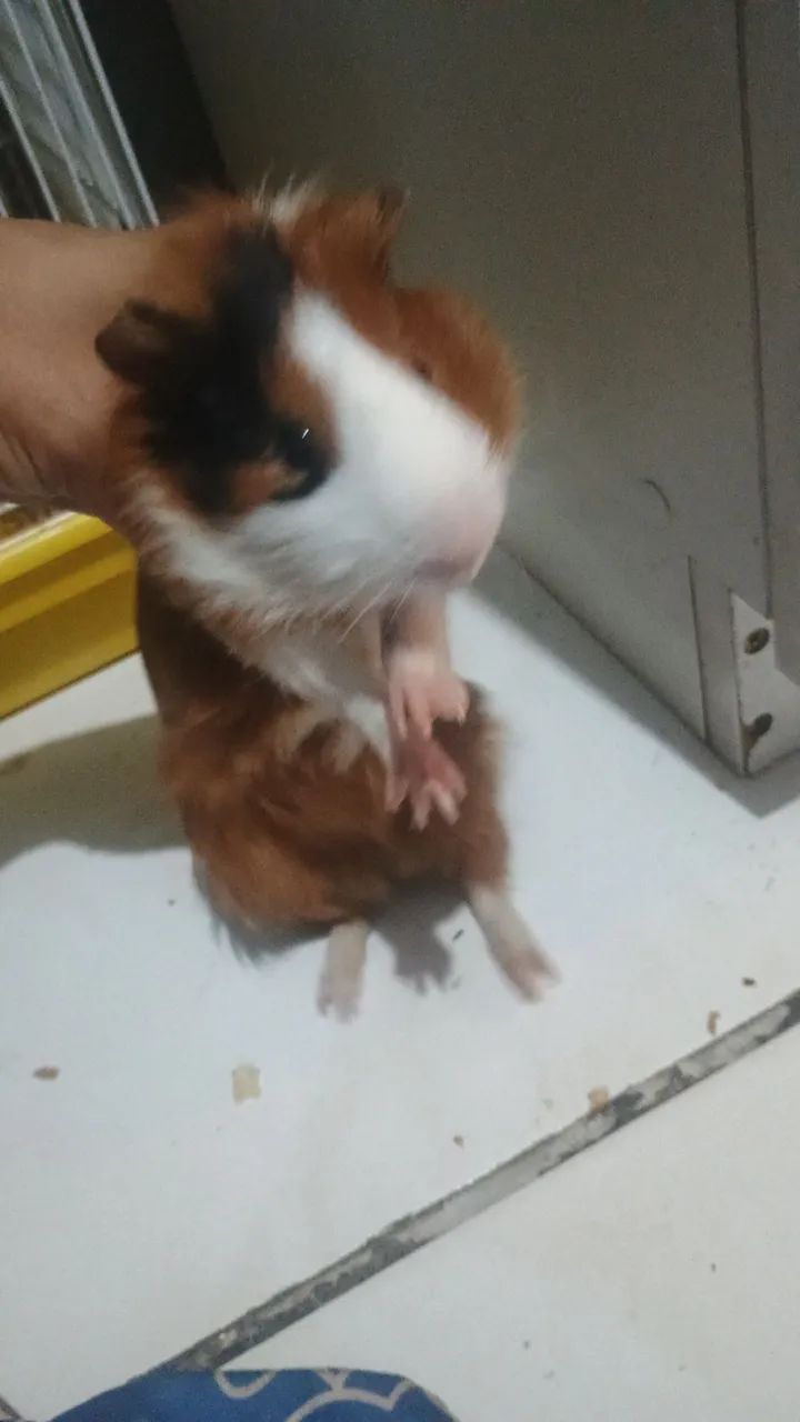 Porquinho da Índia 65576061819395122