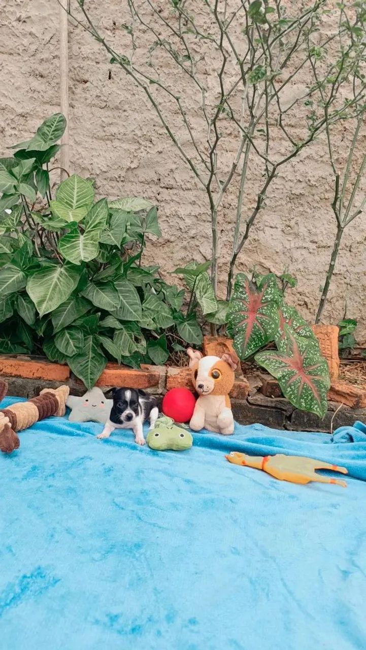 Pinscher n°0. - Foto 5