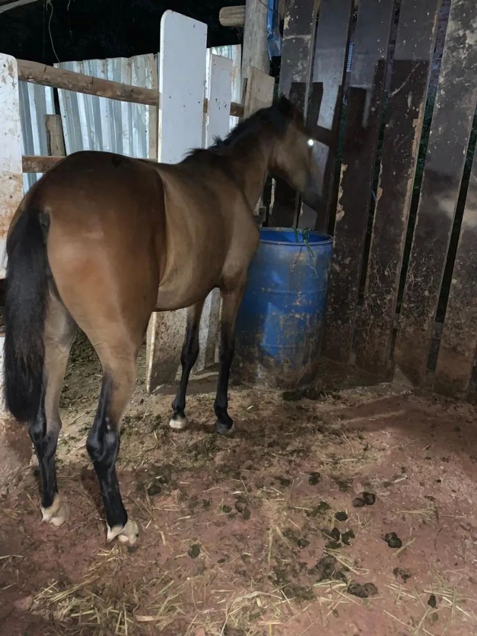 Vendi égua mangalarga mineira 2 anos início de doma égua super mansa marcha picada pura - Foto 2
