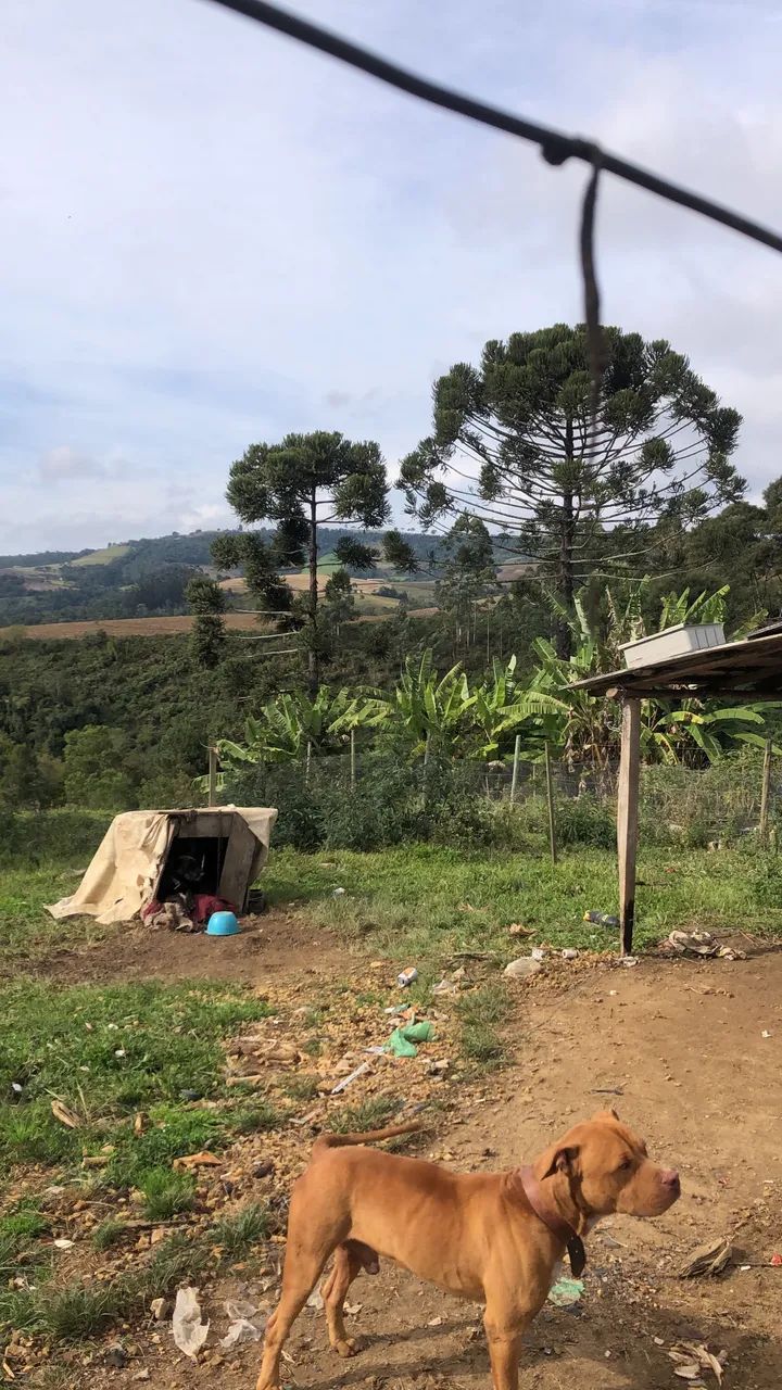 Terreno Rural Em Alfredo Vagner  - Foto 4