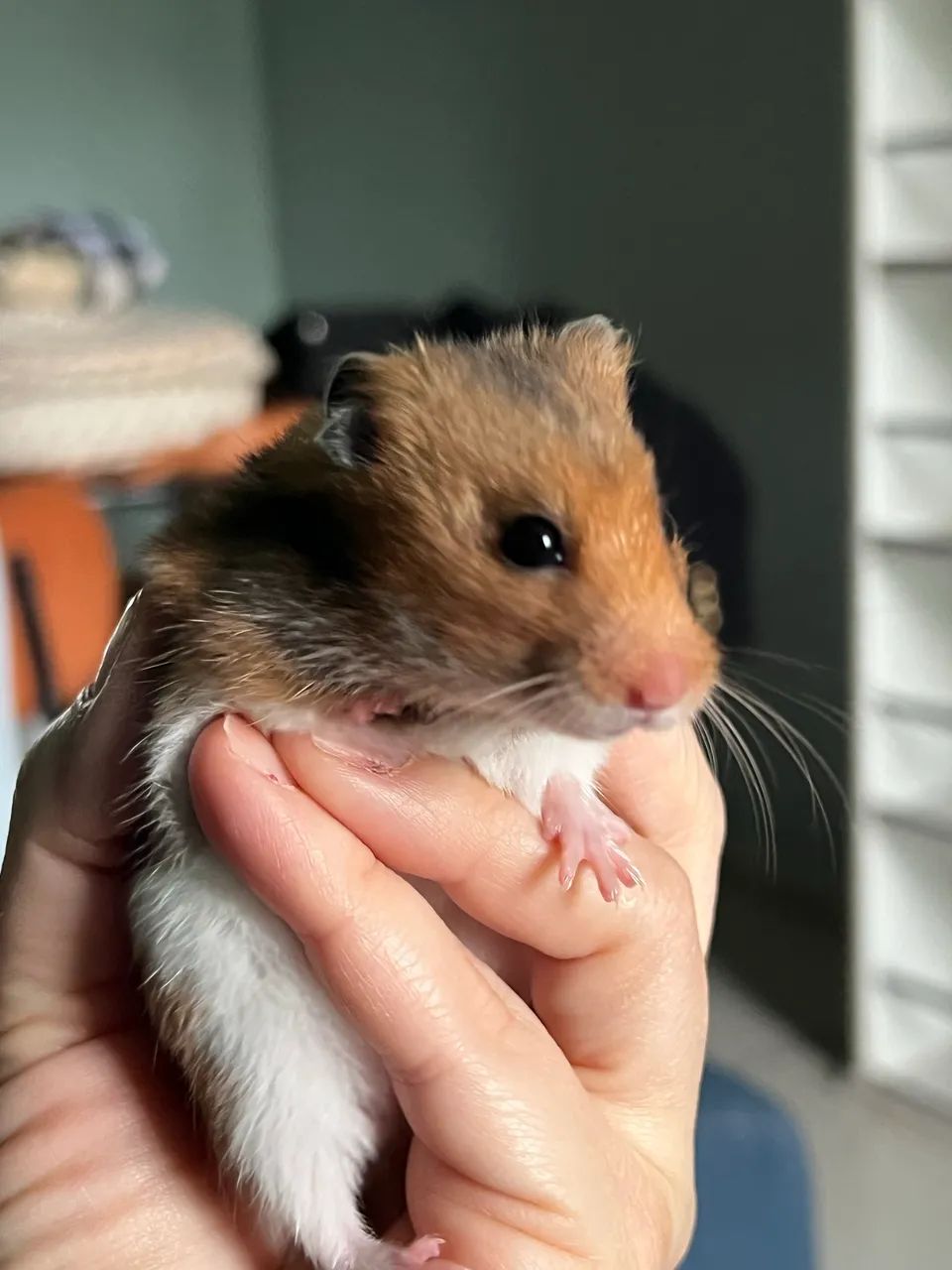 Hamsters sírios  - Foto 3