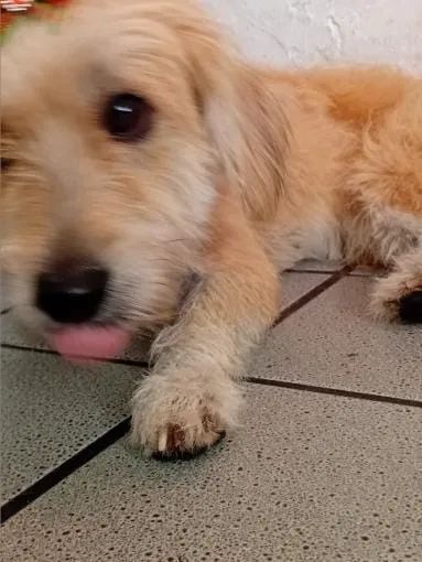 Doação de cadelinh? - Foto 3