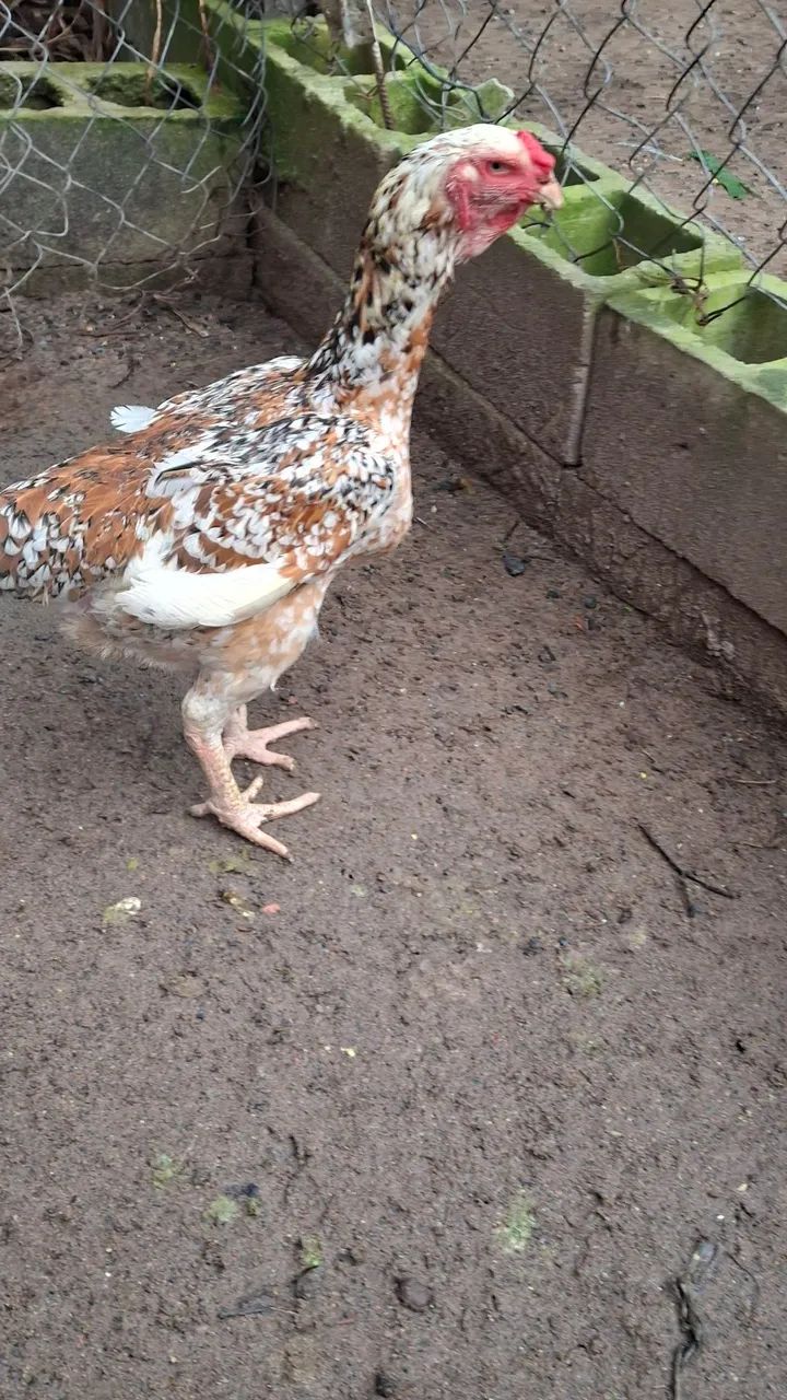 Galinha  - Foto 3