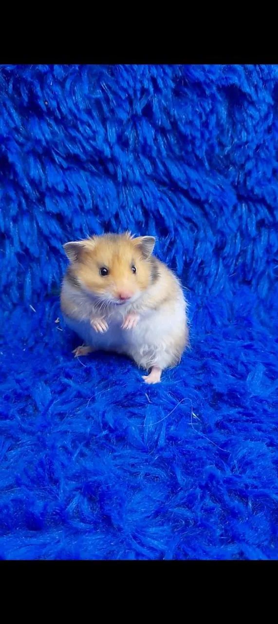 Hamster ursinho  - Foto 5