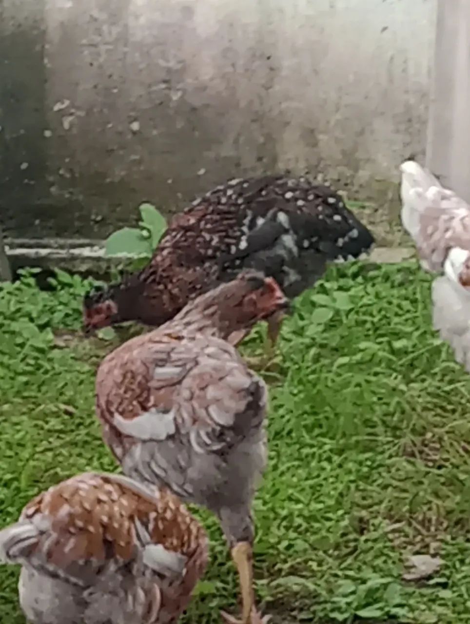 Vende Galinha Sertaneja Balão (GSB) - Foto 4