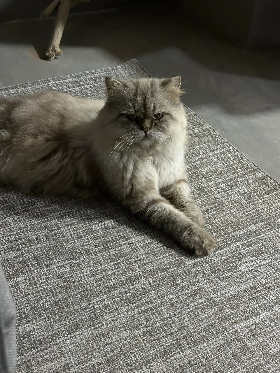 Vendo gato persa 2 anos  - Foto 3