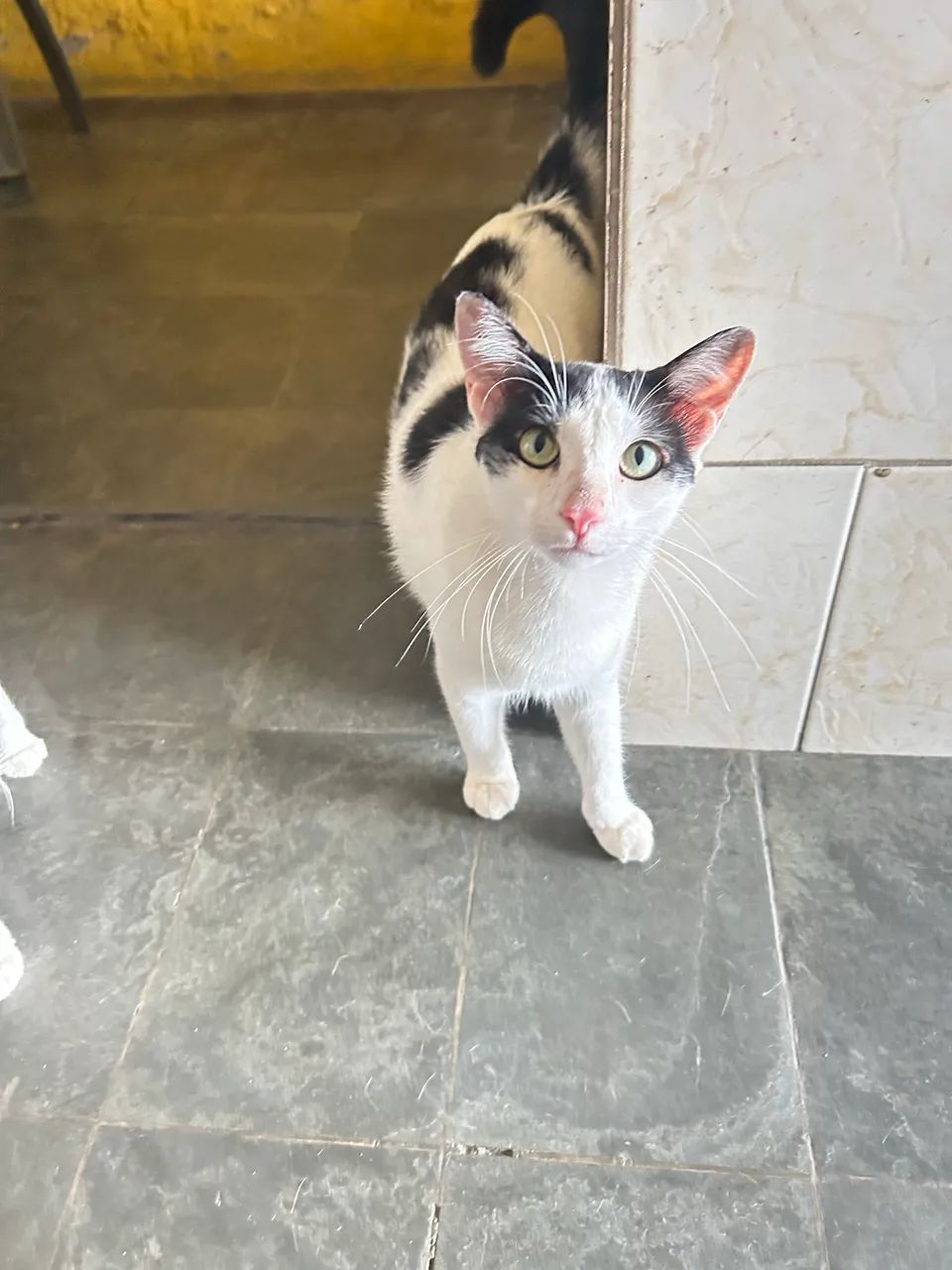 ADOÇÃO URGENTE!!! - Foto 2