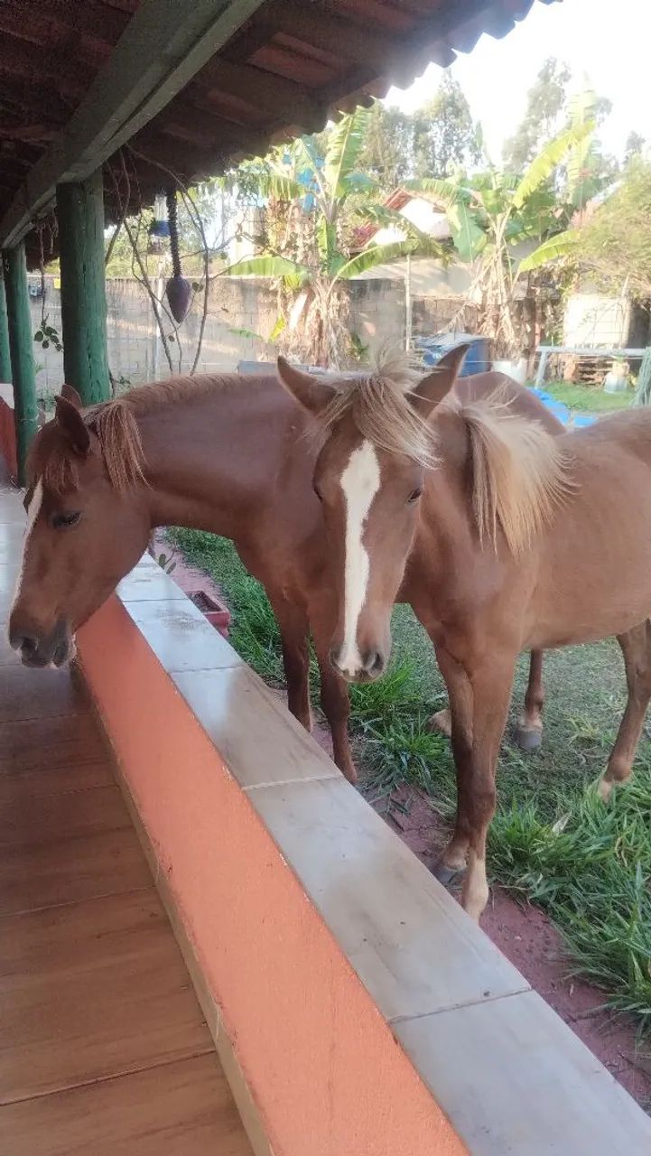 Vende-se 2 éguas - Foto 3