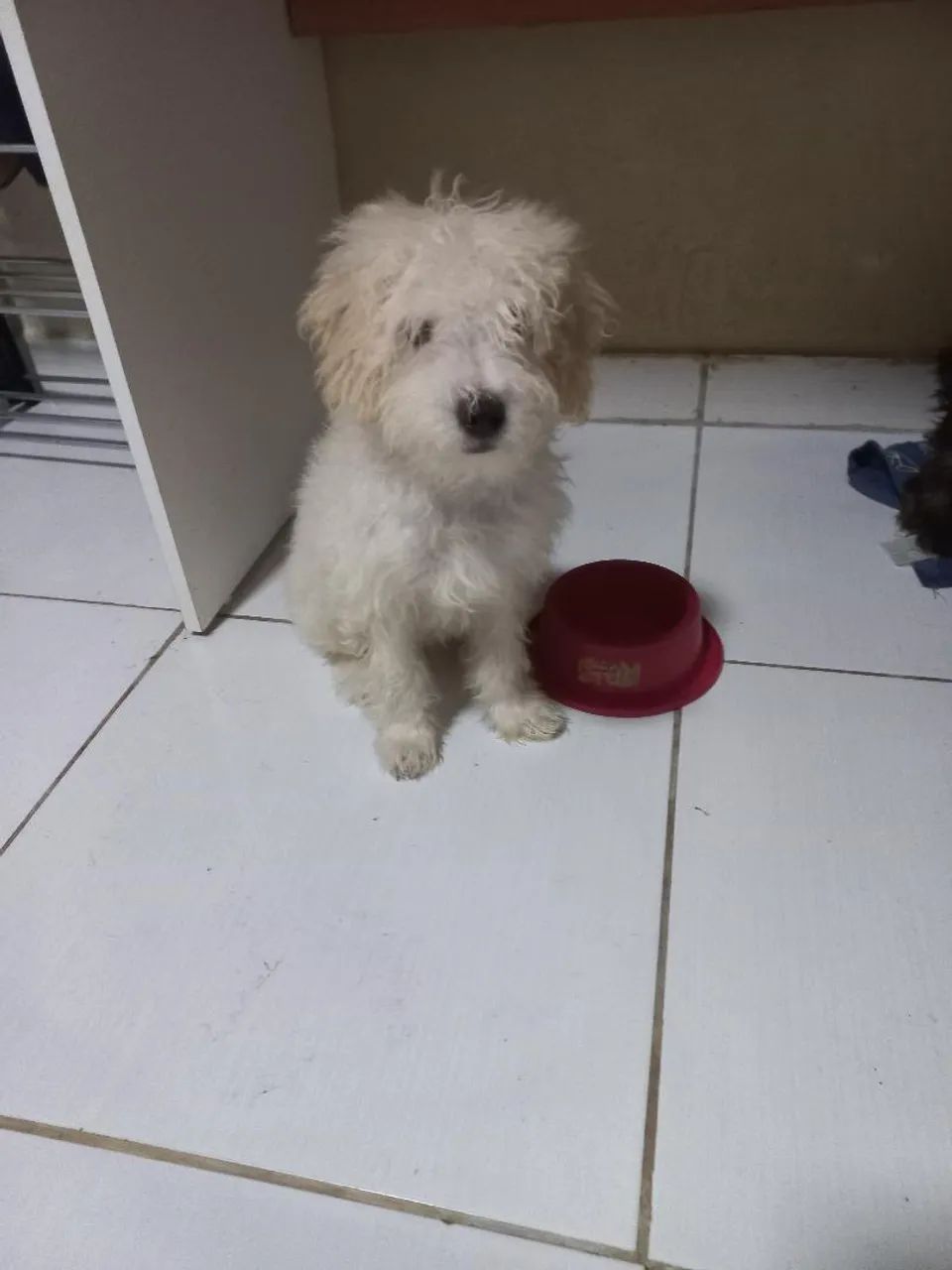 Poodle Macho  - Foto 5