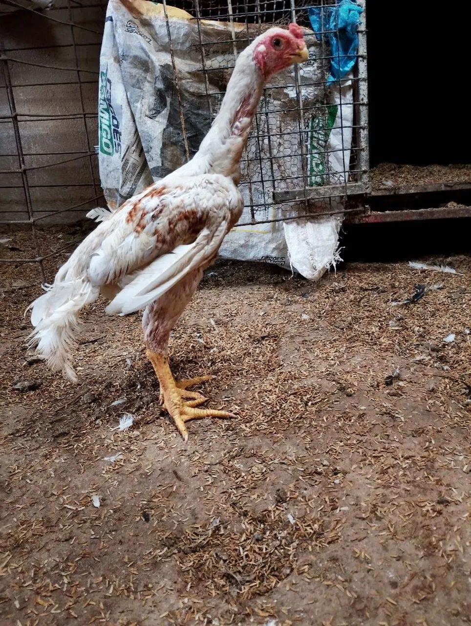 Vendo golinha e frango de raça bico curto  - Foto 3