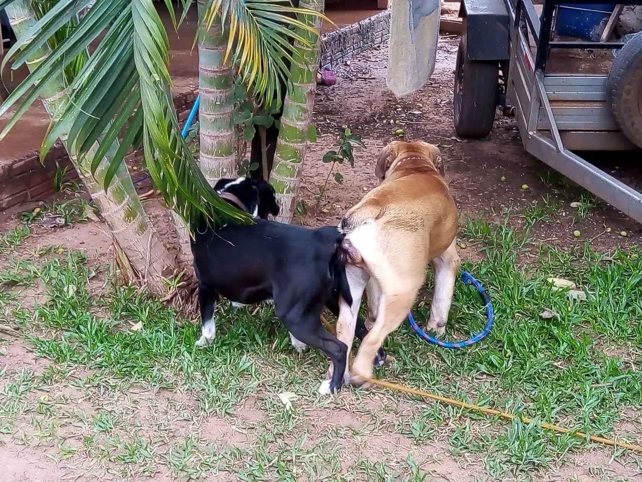 Filhote cachorro  - Foto 4