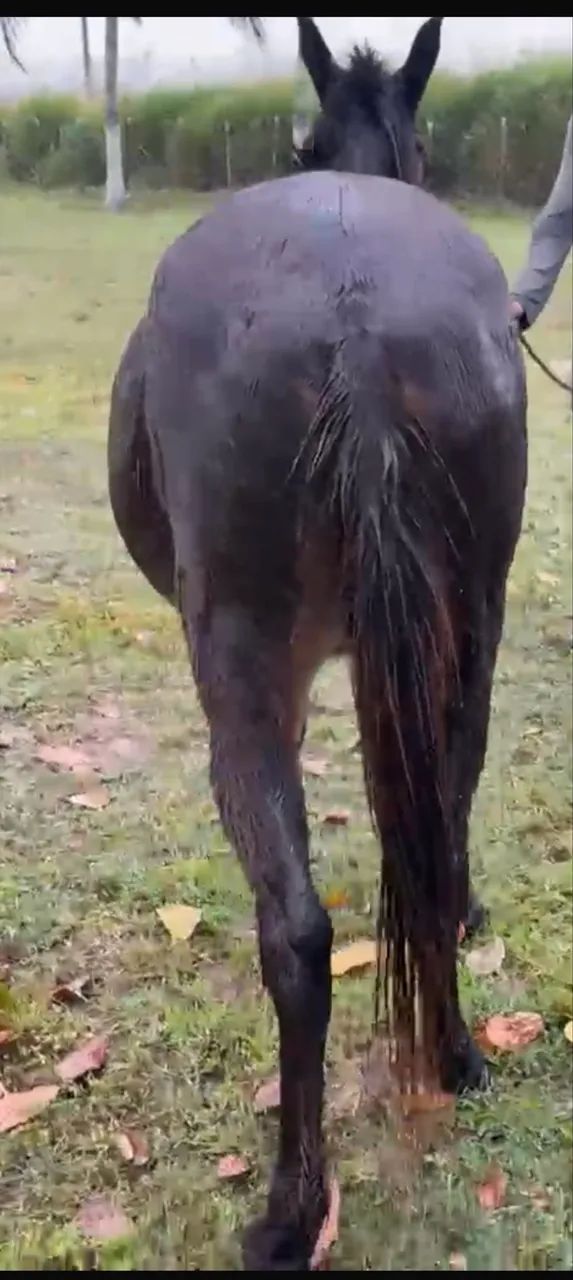 Vendo burro e carroça  - Foto 4