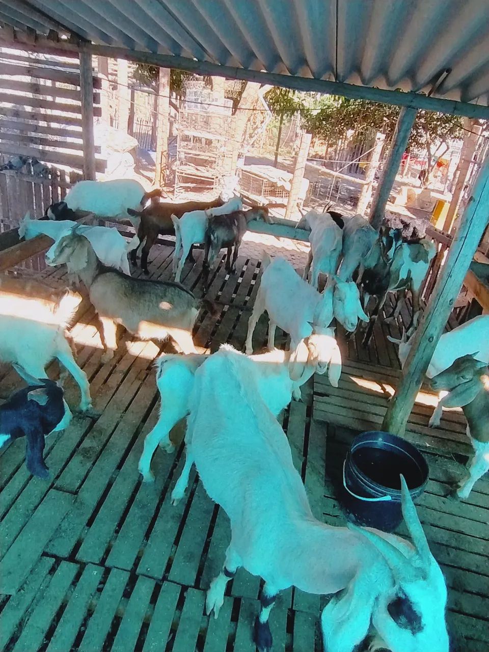 Bodes e cabras - Foto 2