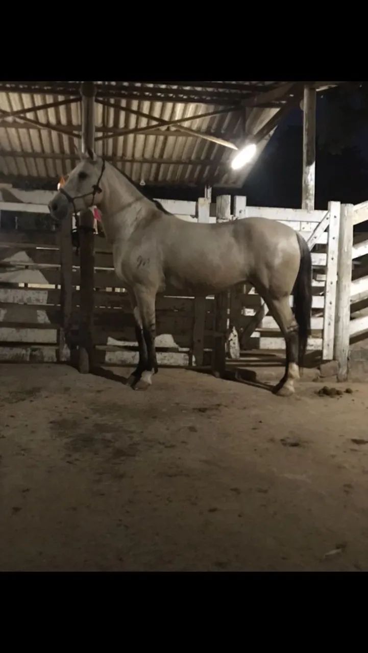 Égua mangalarga batida  - Foto 2