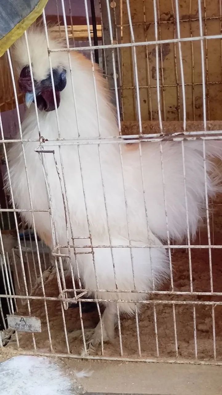 Cachorro  - Foto 2