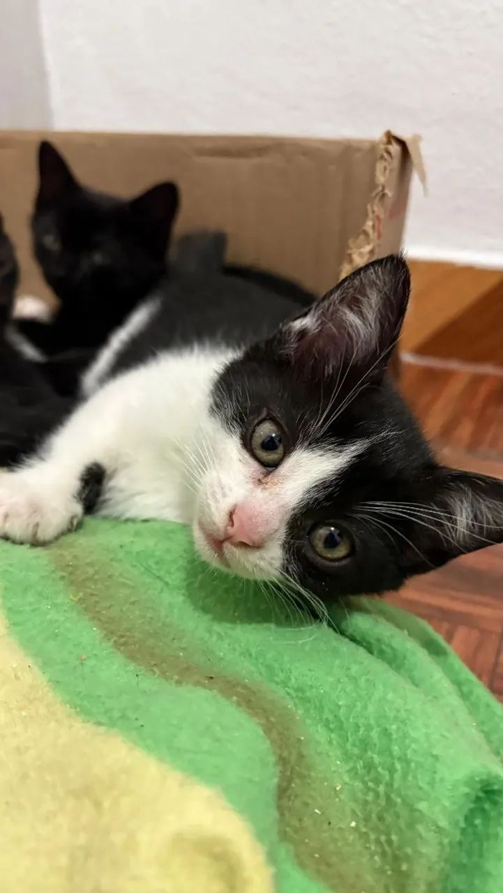 Doação de lindos gatinhos - Foto 4