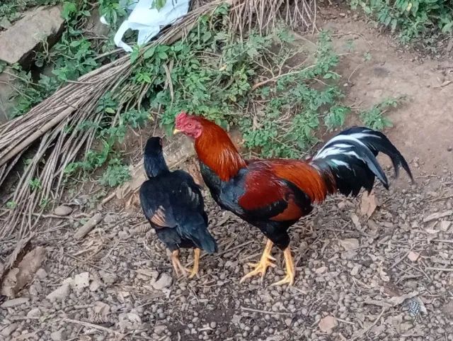 Galo índio  - Foto 2