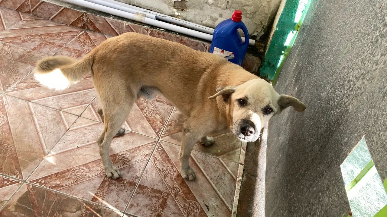 Cachorro macho  - Foto 2